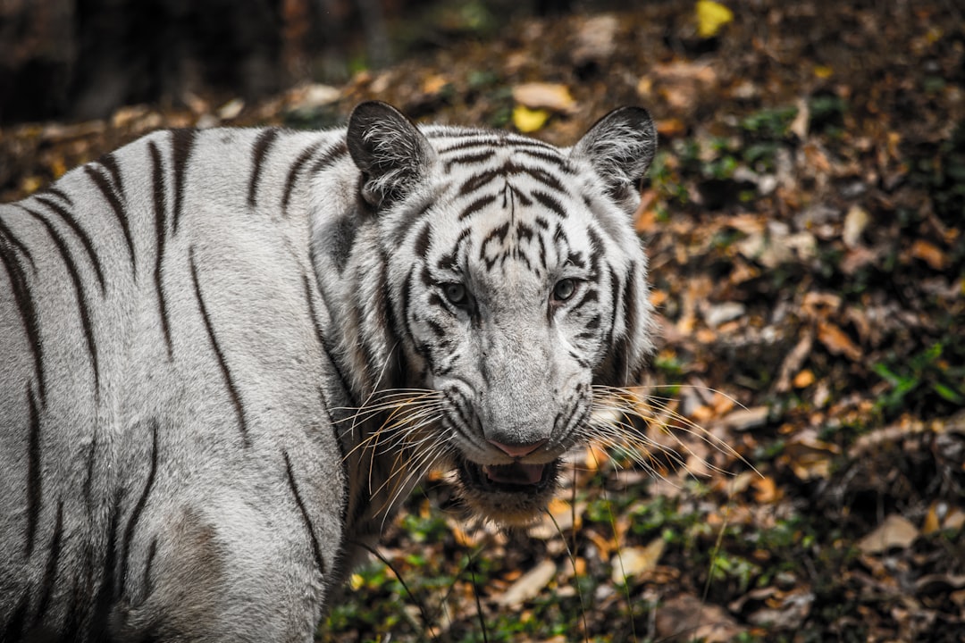 A white tiger with black stripes, its eyes looking directly at the camera, standing in an autumn forest. The photo was taken using a Canon eos r5 and has a resolution of 30 megapixels. –ar 128:85