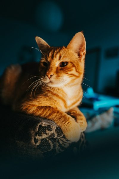 photorealistic photo of an orange cat lounging on the sofa in dark blue lighting with warm tones, shot with Canon EOS R5 --ar 85:128