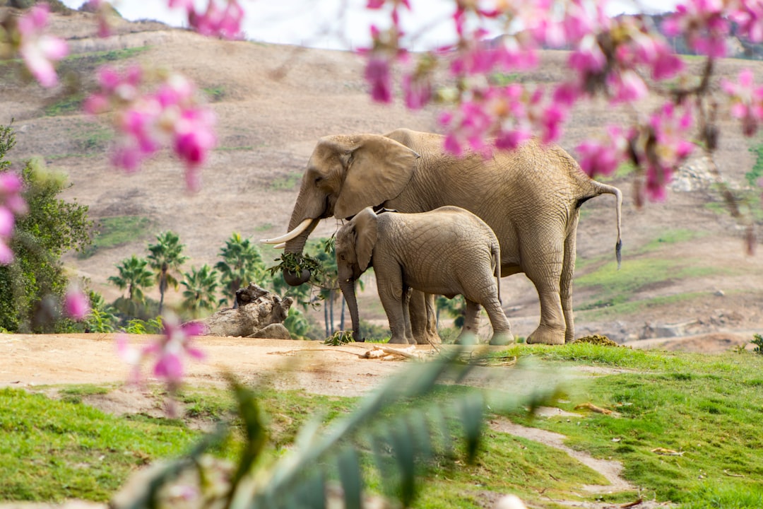 A mother elephant and her calf walking on the grassy hills of an animal park, with pink blossoms in the foreground, in the style of professional photography. –ar 128:85