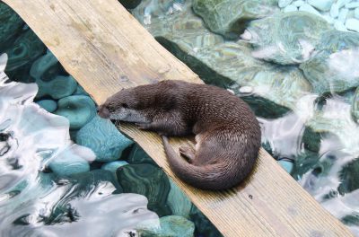 A cute otter sleeping on the wood bridge, in an outdoor pool with clear water and blue rocks, in a top view, closeup shot, high definition photography. --ar 32:21