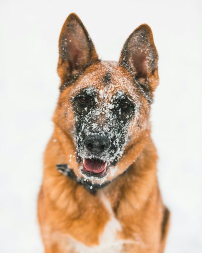 Close up photo of a red and tan German Shepherd dog sitting in the snow, looking at the camera with a black nose and white chest fur on his neck against a white background, captured in the style of Canon EOS R5. --ar 51:64