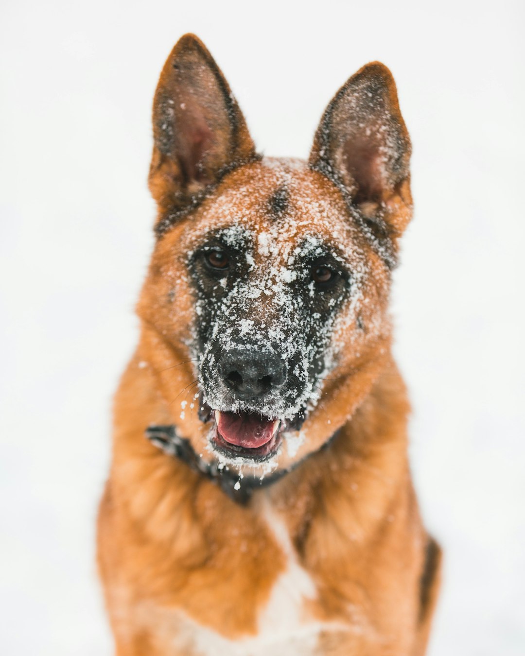 Close up photo of a red and tan German Shepherd dog sitting in the snow, looking at the camera with a black nose and white chest fur on his neck against a white background, captured in the style of Canon EOS R5. –ar 51:64