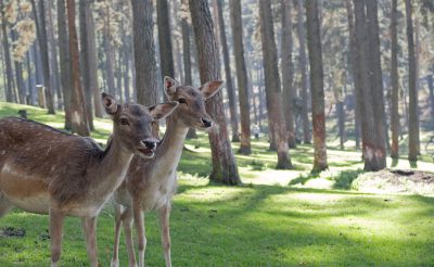 Two deer in the pine forest by Osito de la Torre with green grass, on a sunny day, photographed in the style of Osito de la Torre. --ar 64:39