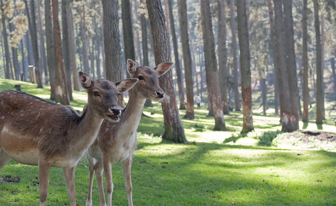 Two deer in the pine forest by Osito de la Torre with green grass, on a sunny day, photographed in the style of Osito de la Torre. –ar 64:39