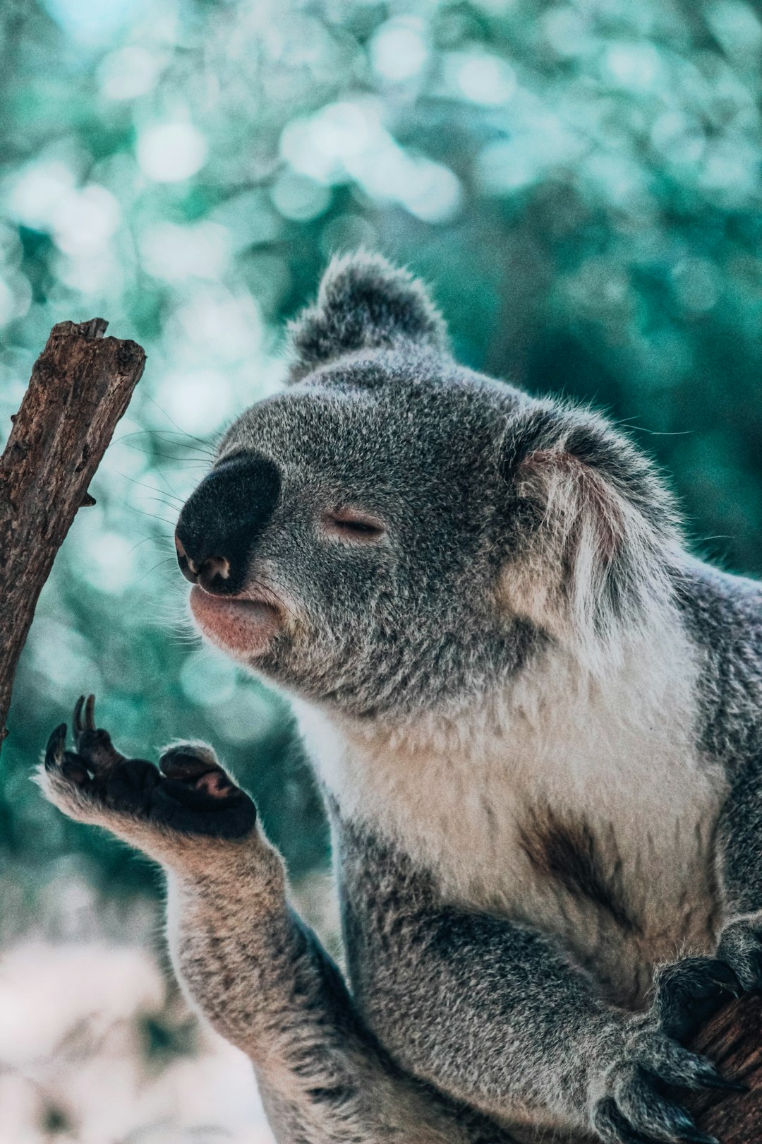 A koala is sitting on a tree with a happy expression, its eyes closed in a happy smile. Its eyes open and close, with a closeup of its hand and palm facing up against a natural environment background in soft tones, captured with a telephoto lens under warm light illumination and a slow shutter speed while in a leisurely posture. –ar 85:128