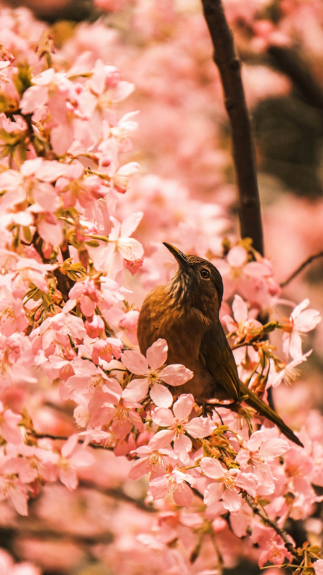 A brown bird sits on the branches of pink cherry blossoms, with a background of pink flowers and green leaves. The photo uses a telephoto lens to highlight details. Soft light shines through the petals onto the feathers of the bird, creating a warm atmosphere. This scene gives people an immersive feeling. High definition photography at a high resolution captures the scene in the style of a painter. –ar 9:16