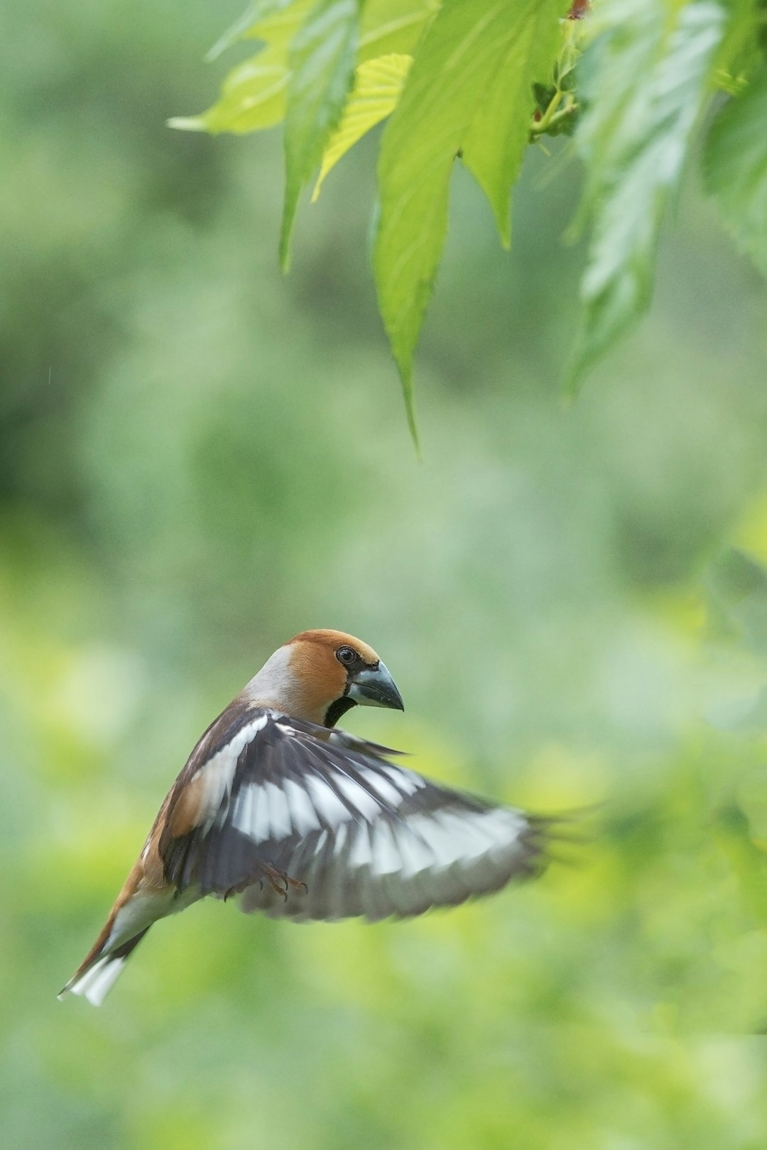 A beautiful hawfinch flying in the air, with blurred green leaves behind it. The photo was taken in the style of Nikon camera and has high resolution. It is an award-winning work of professional photographers. –ar 85:128