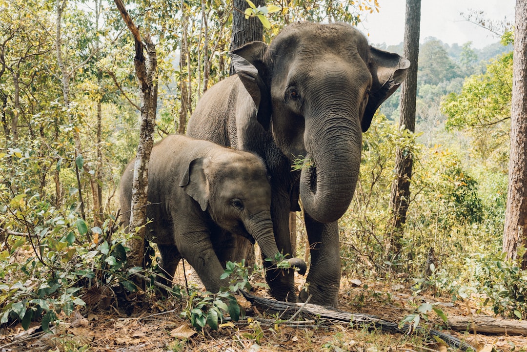 A mother elephant and her calf in the forest of Thailand, wide shot, in the style of unsplash photography, natural light. –ar 128:85