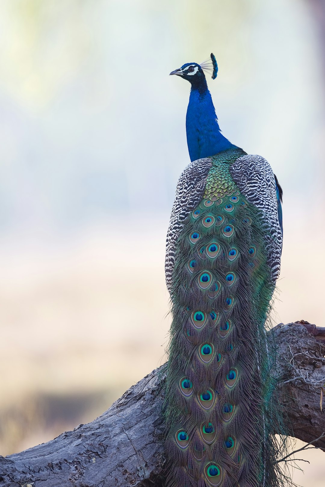 A peacock perched on top of an old tree branch, its vibrant plumage and blue tail feathers standing out against the soft background of the savannah. The peacock’s face was the focus. –ar 85:128