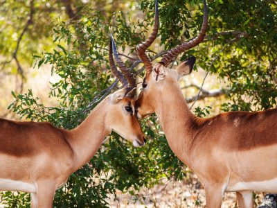 Two male and female impala, head to tail, standing in the shade of an acacia tree. The impalas have long horns that stand out against their brown fur. They appear friendly as they touch heads with green foliage visible around them. In the style of photo by [Miki Asai](https://goo.gl/search?artist%20Miki%20Asai). --ar 4:3