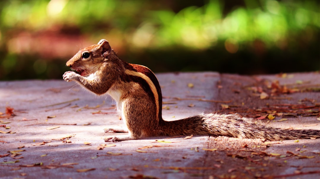 A chipmunk with black and white stripes sits on the ground eating food. A side view of an Indian palm squirrel in a garden near a table, in the style of naturalistic bird portraits. Light brown and gray, photorealistic landscapes. National geographic photography. Nature-inspired installations. Closeup shots. High resolution. –ar 128:71