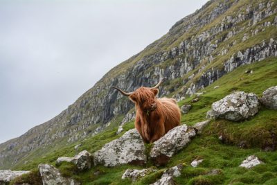 a highland cow on the green grassy slopes of an island in sc_packages, rocks and cliffs, with misty weather, photograph taken from distance, high resolution, Canon EOS A7R IV camera, f/2 lens --ar 128:85