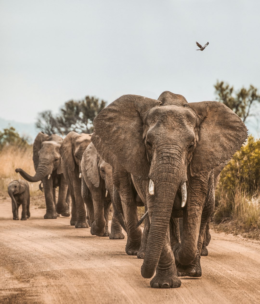 A herd of elephants walking down the road in South Africa, an elephant calf following behind its mother, a bird flying overhead. The scene was shot with a Sony Alpha A9 II and Canon EFS macro lens in the style of impressionist landscapes. –ar 109:128