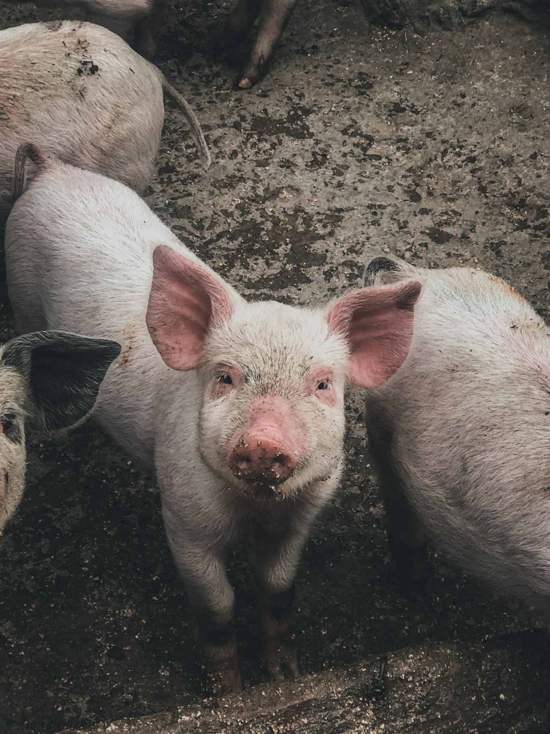 photo of pig farm, pig in the foreground looking at the camera, 2 pigs laying on the ground, shot from above, in the style of unsplash photography –ar 3:4