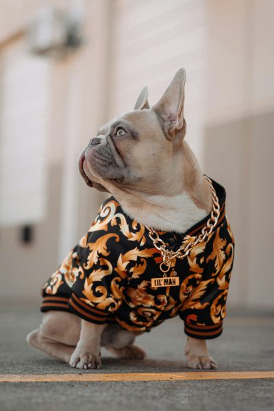 A cute French bulldog wearing a Versace baroque print sweater with a gold chain around his neck, posing for the camera in a cinematic, full body shot with soft lighting and a side view angle as he sits on a concrete floor, in the style of a Fujifilm photo fashion photography. --ar 85:128