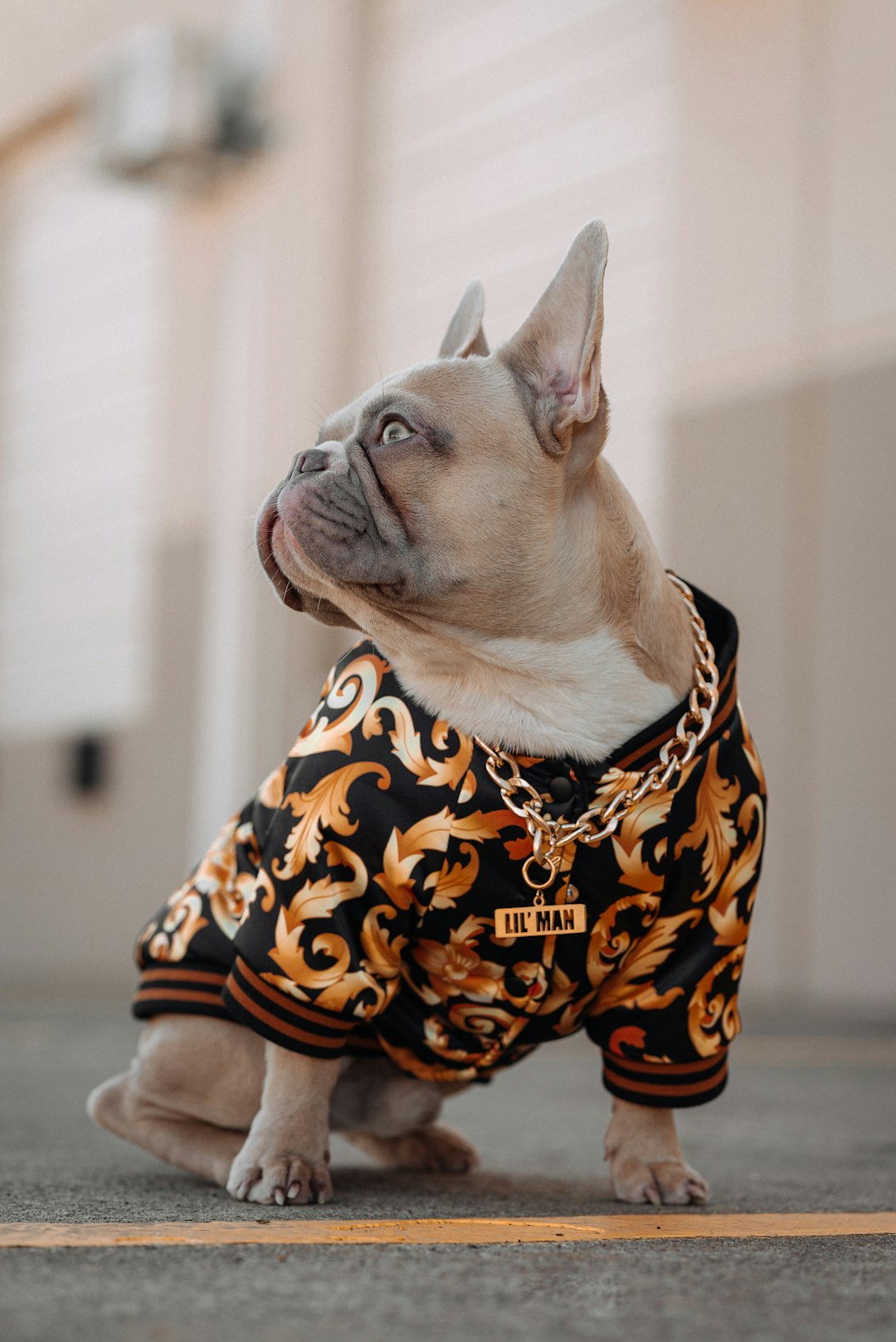 A cute French bulldog wearing a Versace baroque print sweater with a gold chain around his neck, posing for the camera in a cinematic, full body shot with soft lighting and a side view angle as he sits on a concrete floor, in the style of a Fujifilm photo fashion photography. –ar 85:128