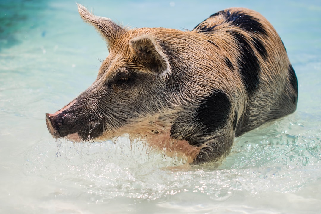 A playful and curious little pig frolicking in the clear blue water of an exotic beach, its fur glistening under sunlight, capturing a moment that is both adorable and humorous, focusing on its face. –ar 128:85