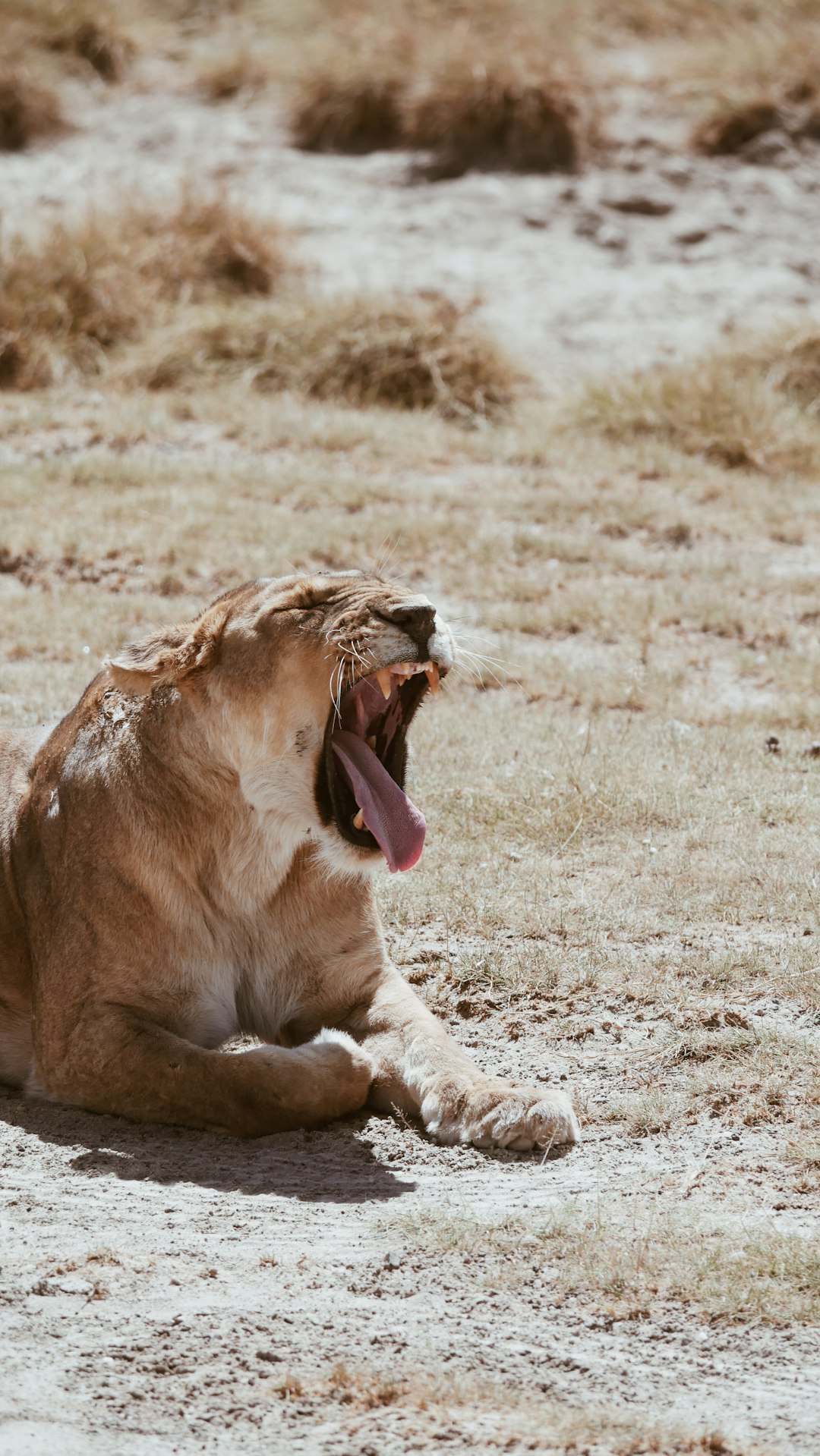 A lioness lying on the ground, mouth open and tongue out, on the savannah on a sunny day, in the style of a photo taken with a Canon EOS R5 at F2, ISO100, 89mm f/4, capturing a high resolution photograph. –ar 9:16