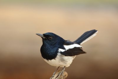 Photo of an oriental magpie robin, a full body shot, sitting on a wood branch in the desert with a brown background, in clear focus, with natural lighting, natural tones, at a high resolution. --ar 128:85