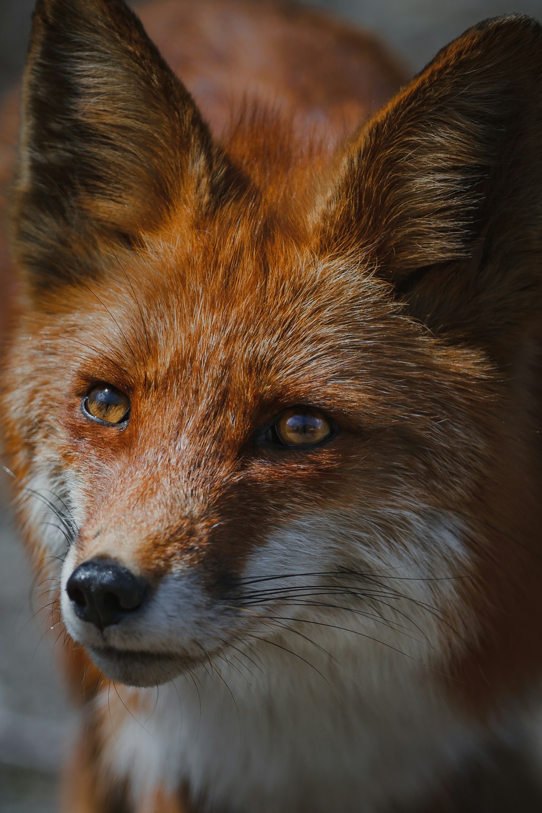 A closeup portrait of an adorable fox, showcasing its vibrant orange fur and curious eyes. The focus is on a close face shot in the style of nature photography with high resolution from a Canon eos R5 camera. –ar 85:128