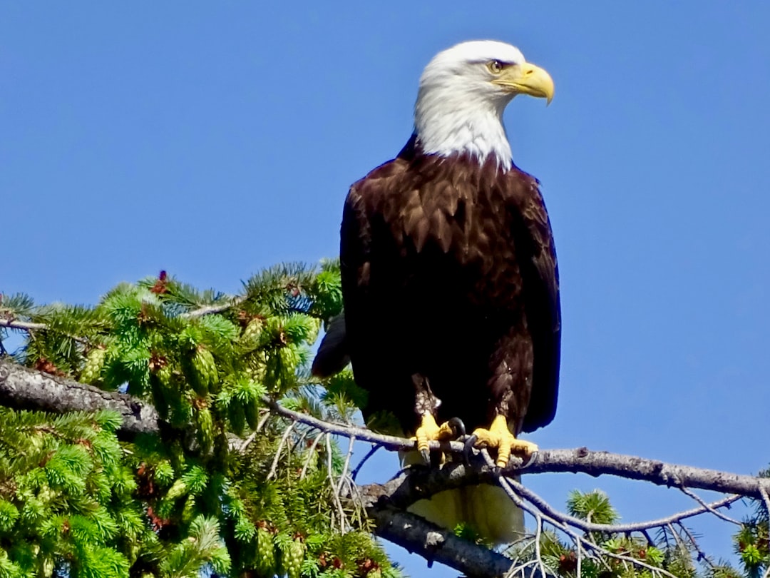 An eagle perched on a tree branch against a clear blue sky at Lake Tahoe, California USA in summer. –ar 4:3