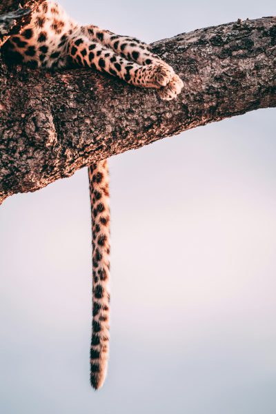 Leopard tail hanging from a tree branch, bottom view, white sky background, award winning wildlife photography in the style of soft natural light, minimalistic, professional color grading, soft shadows and no contrast for highly detailed, stock photo in the style of cinematic lighting, sharp focus, super resolution, top angle. --ar 85:128