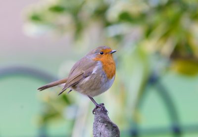 Photo of a robin perched on the edge of an iron garden chair, looking at the camera in the English countryside. Blurred background, high definition photography. --ar 16:11