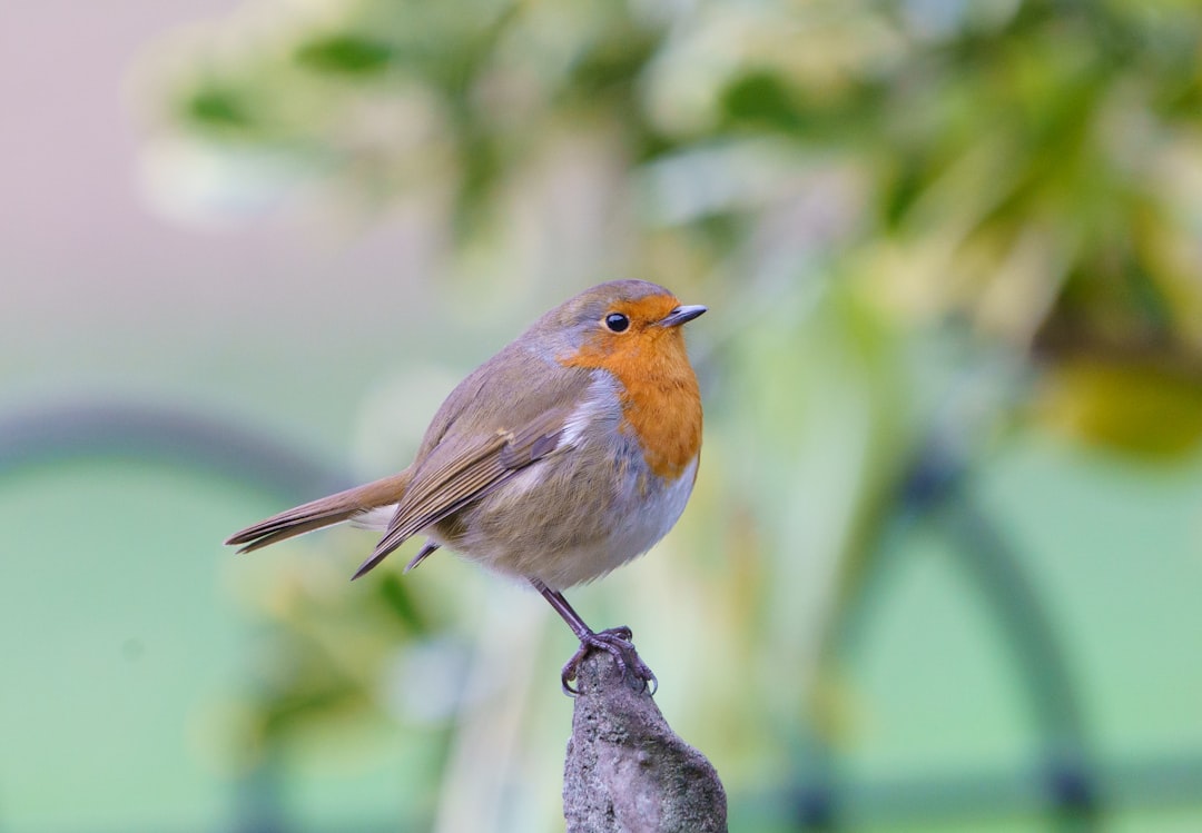 Photo of a robin perched on the edge of an iron garden chair, looking at the camera in the English countryside. Blurred background, high definition photography. –ar 16:11