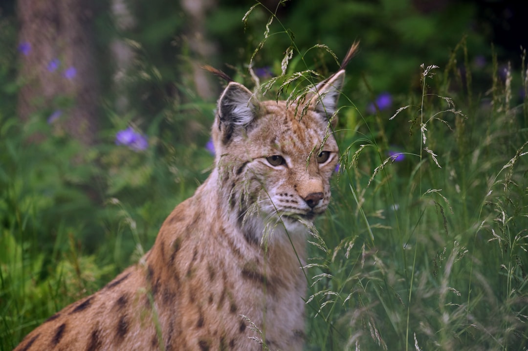 A photo of a European lynx in the wild, with a blurry background of grass and purple flowers, taken in the style of Canon EOS R5. –ar 128:85