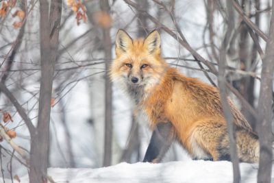 A red fox standing in the snow, surrounded trees and foliage, wildlife photography, wildlife photojournalism, naturalistic style, natural colors, full body shot, wideangle lens, winter scene, in the style of Nikon D850. --ar 128:85