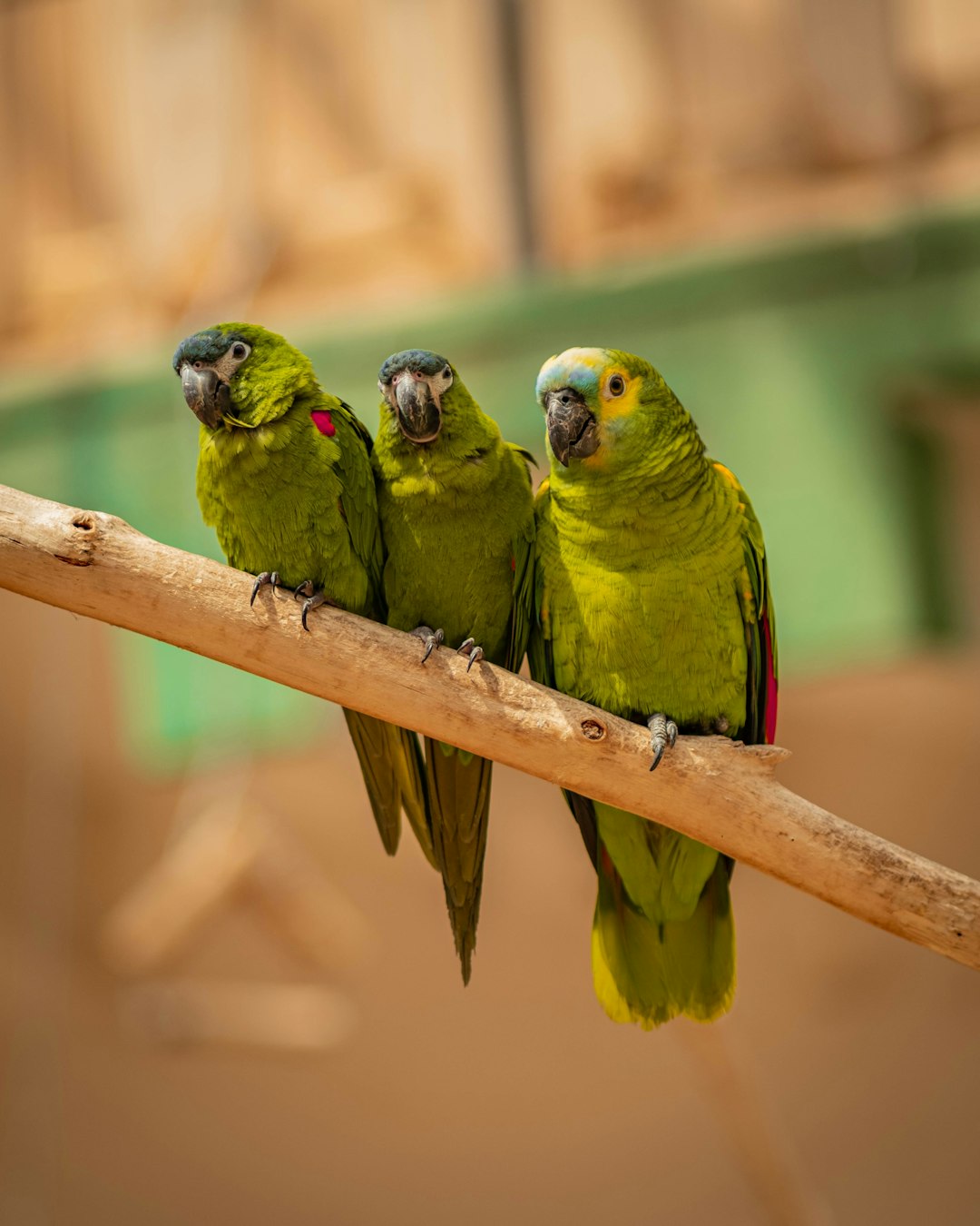 Three parrots sitting on the branch of an indoor bird park, looking at the camera, with colorful green feathers, blurred background with wooden walls and a play area in the back, in the style of unsplash photography, natural light. –ar 51:64