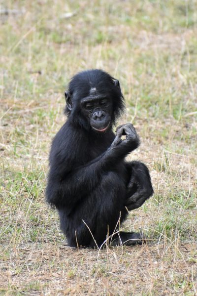 A cute baby bonobo sitting on the ground, holding its hands up to its face and smiling. It is showing off some little rings that it has placed around each finger of one hand. The background features grassy plains with sparse vegetation. --ar 85:128