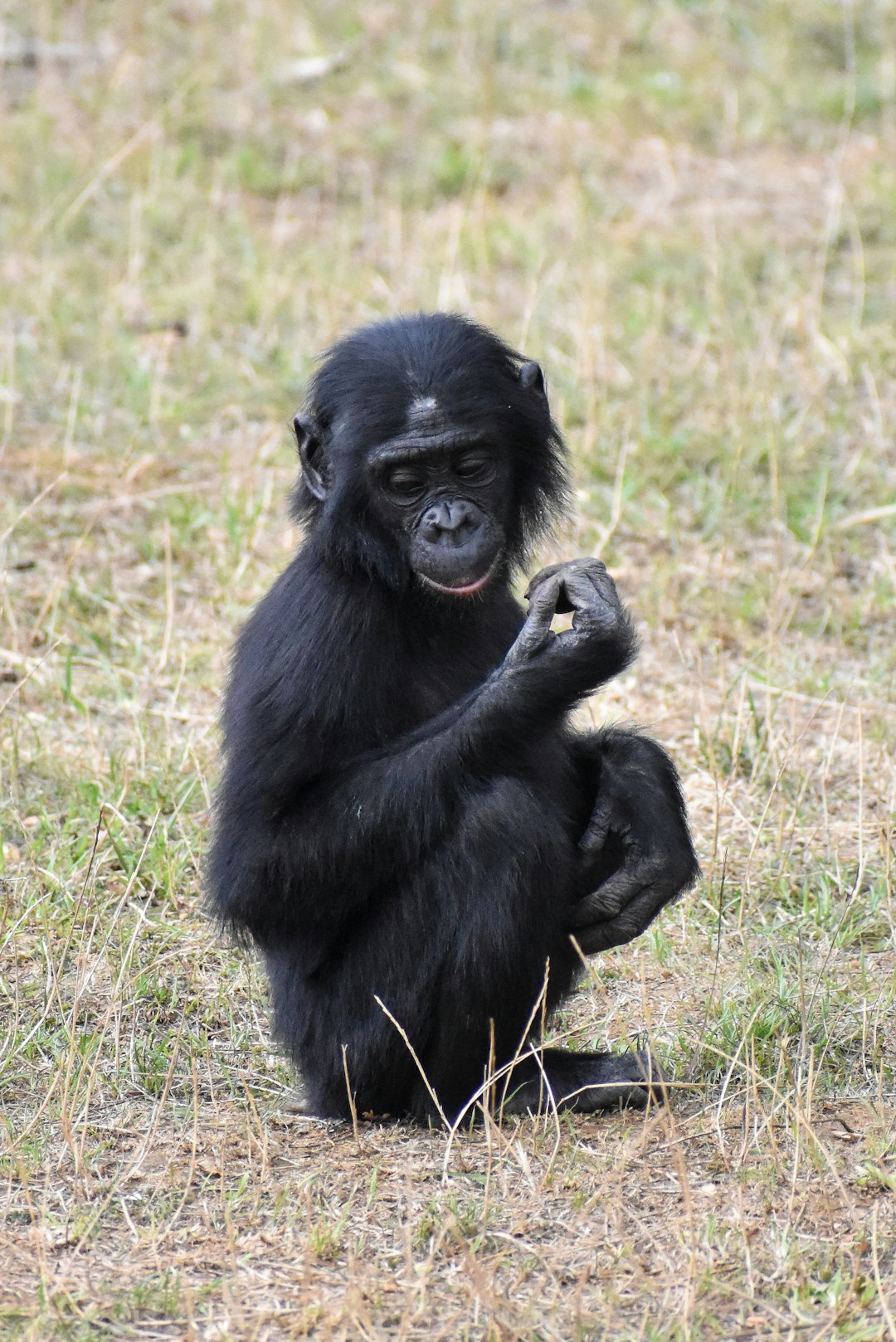 A cute baby bonobo sitting on the ground, holding its hands up to its face and smiling. It is showing off some little rings that it has placed around each finger of one hand. The background features grassy plains with sparse vegetation. –ar 85:128