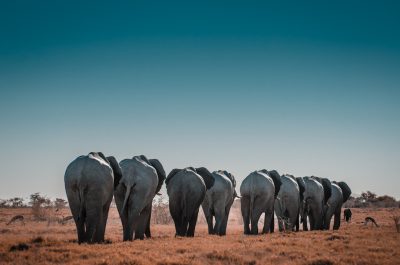 A herd of elephants walking away from the camera in an African savannah with a blue sky. The scene was captured with a Nikon D850 DSLR using a wide angle lens at an f/4 aperture setting under natural lighting which created soft shadows. The image was captured using Kodak Portra Pro film and received professional color grading with a shallow depth of field, giving the impression of being in the style of a photographer using that film. --ar 32:21