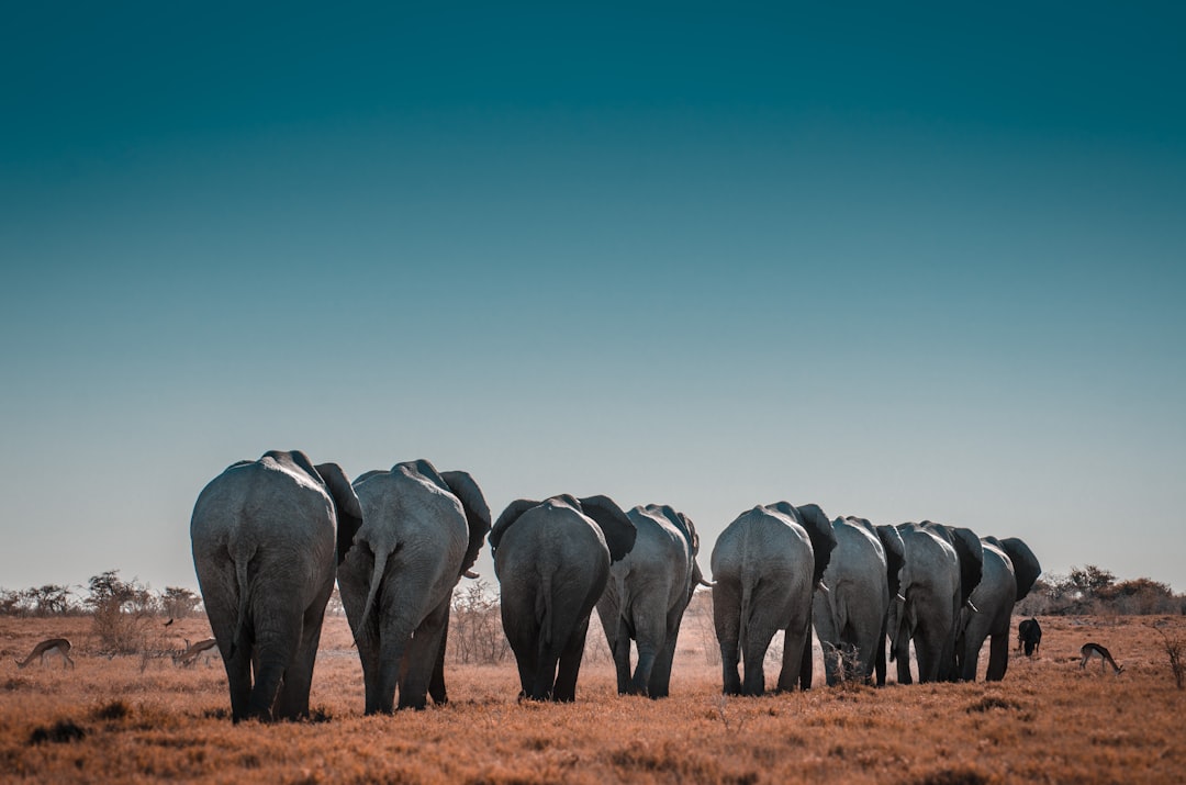 A herd of elephants walking away from the camera in an African savannah with a blue sky. The scene was captured with a Nikon D850 DSLR using a wide angle lens at an f/4 aperture setting under natural lighting which created soft shadows. The image was captured using Kodak Portra Pro film and received professional color grading with a shallow depth of field, giving the impression of being in the style of a photographer using that film. –ar 32:21