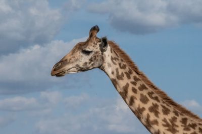 A giraffe's head against the blue sky, looking up at clouds, showing its long neck and smooth skin with brown spots. The background is clear and sky filled with white clouds. Captured in the style of Nikon D850 camera using a telephoto lens, focusing on details of fur texture and patterns. Natural light illuminates the scene, creating soft shadows that highlight textures in high resolution. This photo conveys tranquility and beauty of wildlife, showcasing detailed closeups of animal anatomy. --ar 128:85