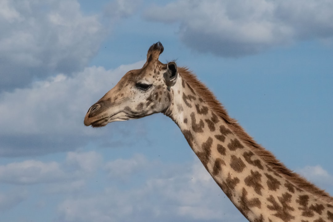 Giraffe head and neck against a blue sky with clouds, viewed from the side. The photo was taken on a Canon R5 camera at ISO400.