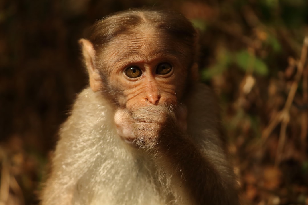 A cute monkey with white fur, looking at the camera, with brown eyes, in an Indian forest, national geographic photo, close up shot, highly detailed, high resolution, cinematic lighting, in the style of global illumination photography. –ar 128:85