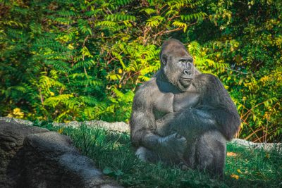 A gorilla sitting on the grass in its zoo enclosure, with green trees and rocks behind it. The animal is looking at something while holding an object near his chest. There's sunlight casting shadows over him. He has gray fur and looks focused or contemplative. This scene captures wildlife up close in their natural habitat within spacious enclosures. Shot in the style of Nikon D850 DSLR camera with an aperture of f/4 and ISO set to 200 for clear details. --ar 128:85