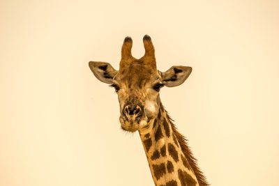 Giraffe portrait against a solid beige background, close up animal photography in the style of National Geographic photo. --ar 128:85