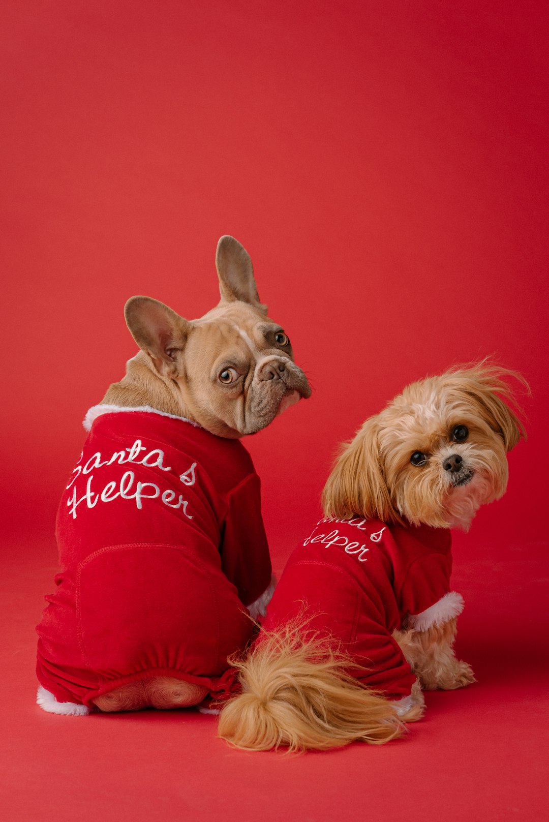 A cute French Bulldog and small Shih Tzu wearing matching red sweatshirts with the words “santa’s helpers”, sitting side by side, on a solid color background for a photography studio photoshoot in the style of professional product photography. –ar 85:128