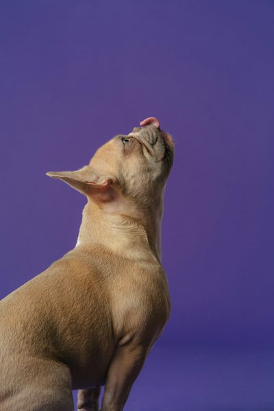 A photo of the back half of an tan french bulldog, mouth open with his tongue out and nose up in air on purple background, side view, looking upwards, full body shot, cinematic, studio photography, stock photo --ar 85:128