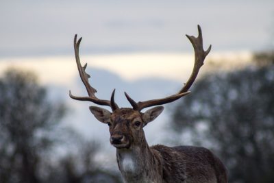 A deer with impressive antlers stands in the foreground, its head turned towards you and eyes focused on something off camera. In front of it is an English countryside landscape, including trees and distant hills, all captured during golden hour. The photo was taken using a Canon EF 24-70mm f/2.8L IS USM lens at an ISO speed of 800, aperture F9, shutter time of 6 seconds in the style of landscape photography. --ar 128:85