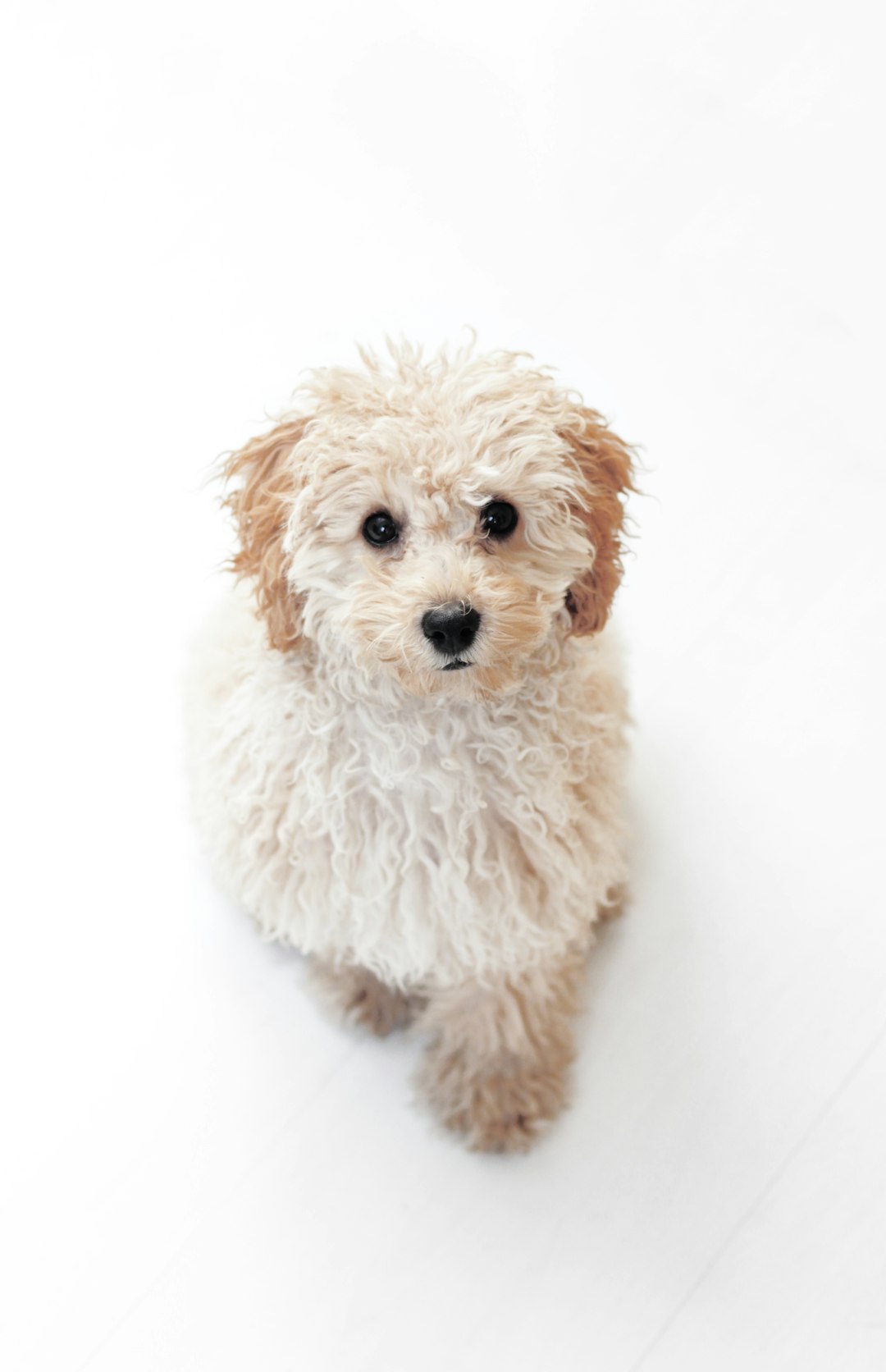 A cute and fluffy Poodle puppy, looking at the camera with big eyes, standing on a white background with soft light from above in a professional, sharply focused and high resolution photograph. –ar 41:64