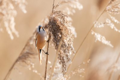 A beautiful bird perched on top of reeds, surrounded by tall and thin dry grasses, with soft tones, in macro photography with natural light, using a telephoto lens, in an elegant posture with delicate feathers, in a symmetrical composition, in golden sunlight, creating a peaceful atmosphere. In the style of natural light. --ar 128:85