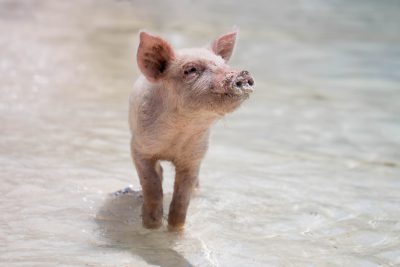 A cute little piglet stands in the shallow water of a white sandy beach, looking up at you with an adorable expression. The piglet is depicted in the style of National Geographic photography, with a focus on its face and high definition details. --ar 128:85