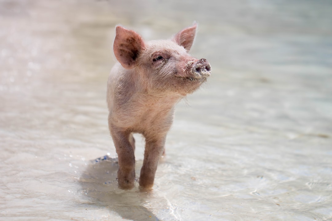 A cute little piglet stands in the shallow water of a white sandy beach, looking up at you with an adorable expression. The piglet is depicted in the style of National Geographic photography, with a focus on its face and high definition details. –ar 128:85