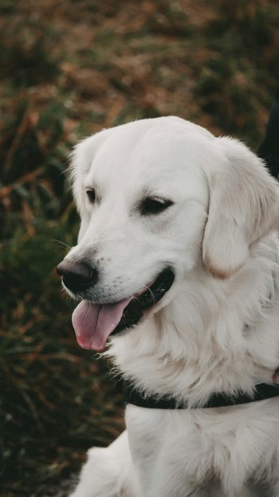 A white golden retriever with a black collar and a happy face, outdoors in a grassy background, photographed using a 50mm lens at f/2 aperture and shutter speed, in the style of Fujifilm superia Venusia photography. --ar 9:16