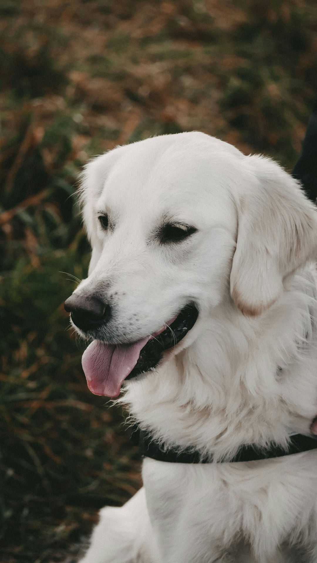 A white golden retriever with a black collar and a happy face, outdoors in a grassy background, photographed using a 50mm lens at f/2 aperture and shutter speed, in the style of Fujifilm superia Venusia photography. –ar 9:16