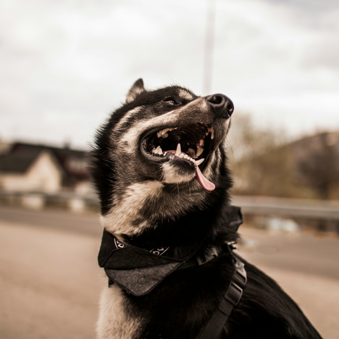 A black and white Shiba Inu dog barking on the side of an empty road, wearing tactical vest, mouth open wide with tongue hanging out, background blurred town in Norway, shot from low angle using Canon EOS R5 camera, 80mm lens set at f/2.4 aperture, shutter speed is at ISO360 for motion capture, aperture is at F/ – scaledown to F /cgroups/ Cinematic and hyperrealistic.